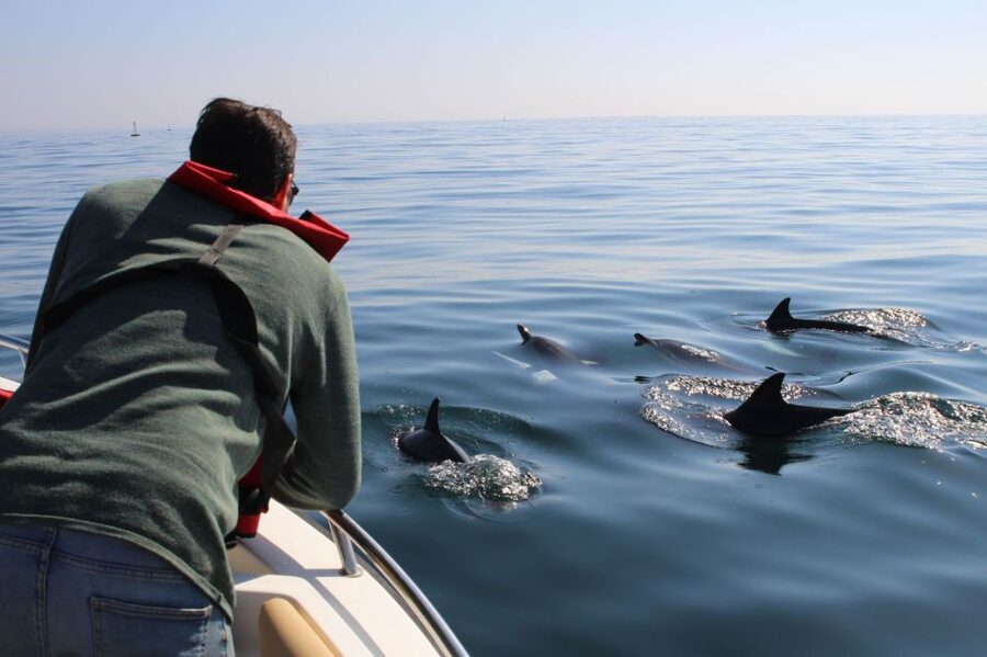 Faro: Dolphin and Marine Life Watching Boat Tour - Should you book it?