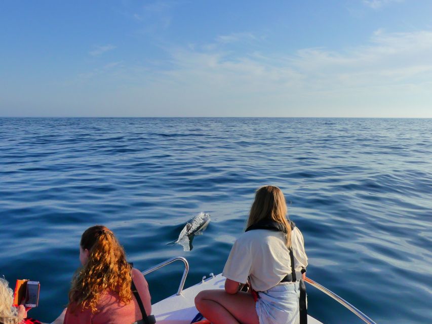 Faro: Dolphin and Wildlife Watching in the Atlantic Ocean - Key points to know before you book
