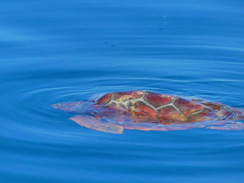 Faro: Dolphin and Wildlife Watching in the Atlantic Ocean - Small details that improve the outing