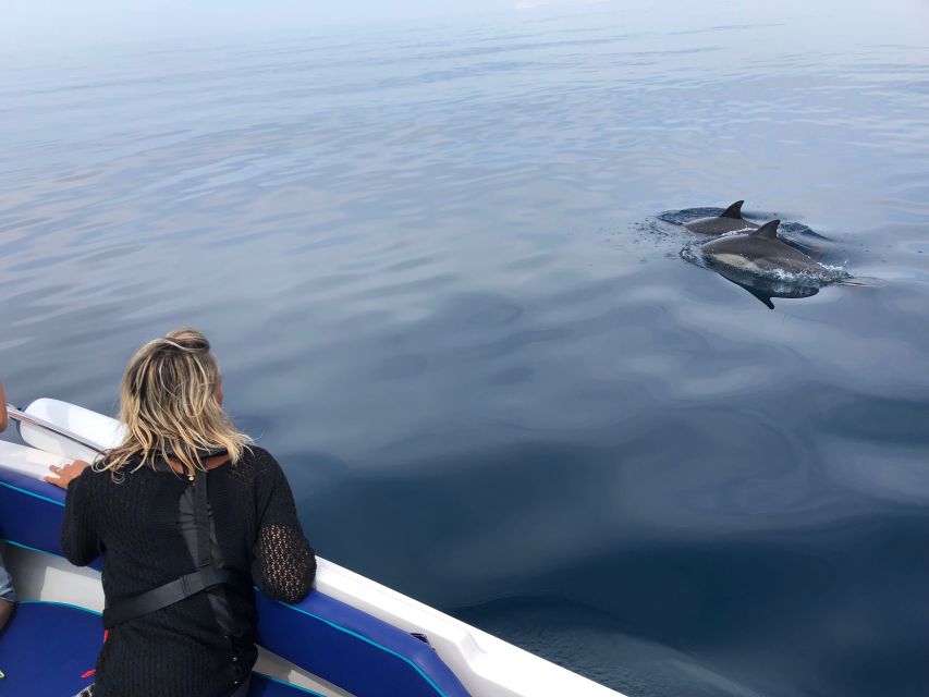 Faro: Dolphin and Wildlife Watching in the Atlantic Ocean - From Faro marina to the edge of the Atlantic