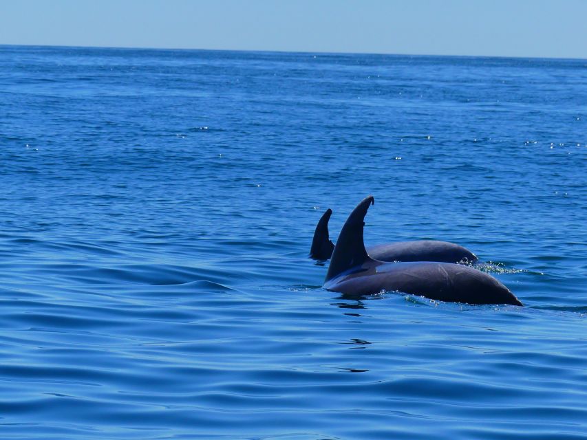 Faro: Dolphin and Wildlife Watching in the Atlantic Ocean - Dolphins in the wild, with rules that matter