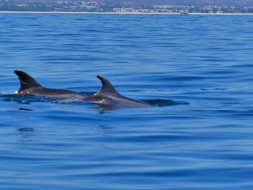 Faro: Dolphin and Wildlife Watching in the Atlantic Ocean - Why the marine biologists make a difference