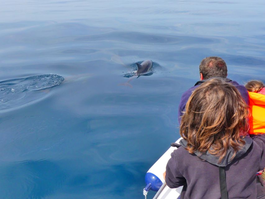 Faro: Dolphin and Wildlife Watching in the Atlantic Ocean - Whales, orcas, and the timing of the year