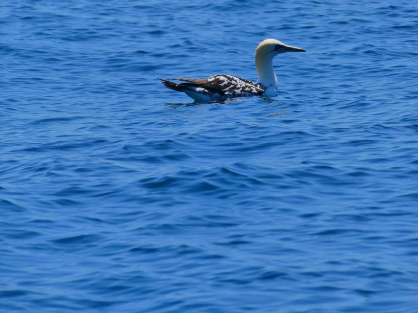 Faro: Dolphin and Wildlife Watching in the Atlantic Ocean - Is $76 a fair price?