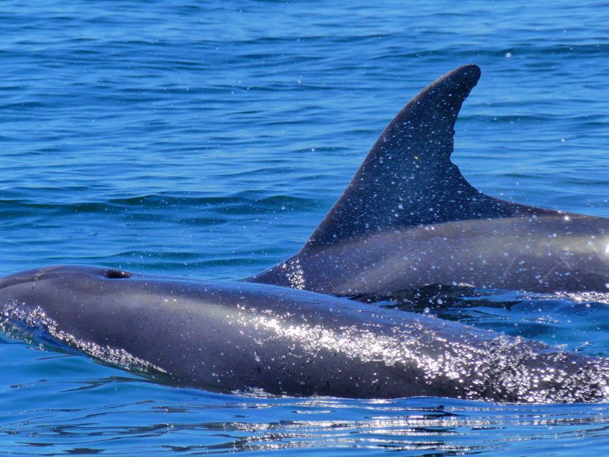 Faro: Dolphin and Wildlife Watching in the Atlantic Ocean - Who will enjoy this most