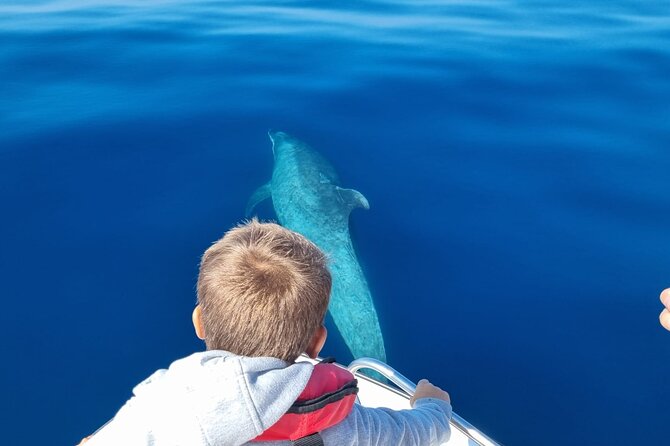 FARO Fantastic Dolphin Observation Tour and Marine Life - What the morning feels like in practical terms