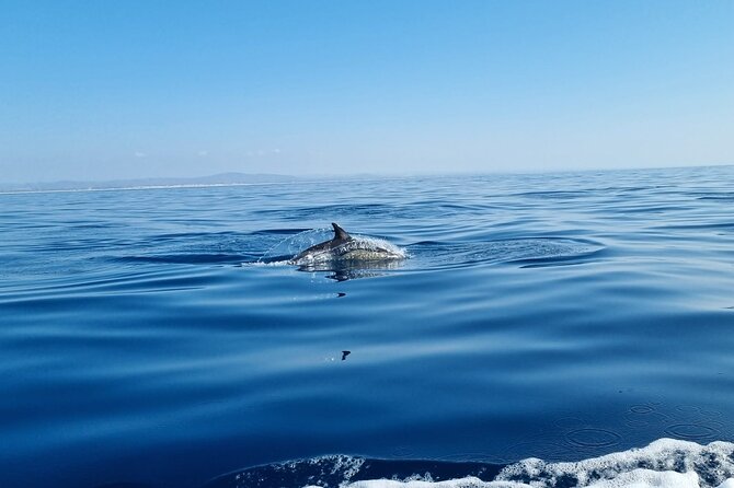 FARO Fantastic Dolphin Observation Tour and Marine Life - Who will enjoy this Faro boat trip