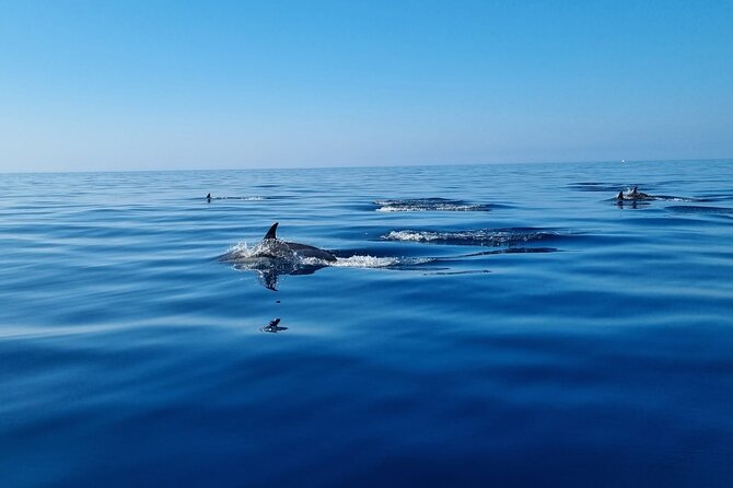 FARO Fantastic Dolphin Observation Tour and Marine Life - Weather and wildlife can change the plan