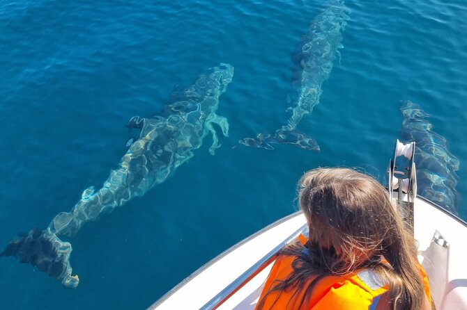 FARO Fantastic Dolphin Observation Tour and Marine Life - Why the eight-person limit matters