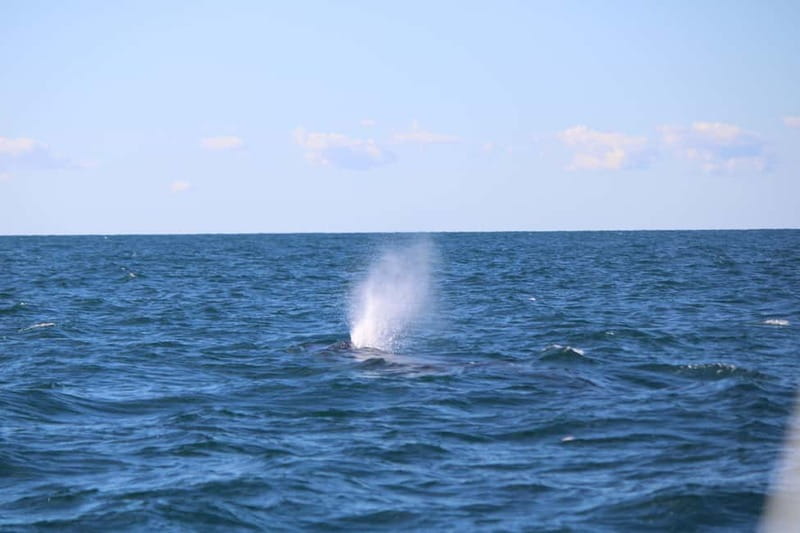 Faro: Funtastic Dolphin Watching Boat Tour - Key points before you book