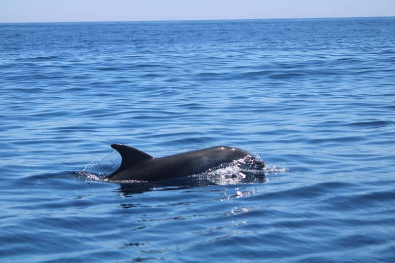Faro: Funtastic Dolphin Watching Boat Tour - Leaving Faro Marina through Ria Formosa