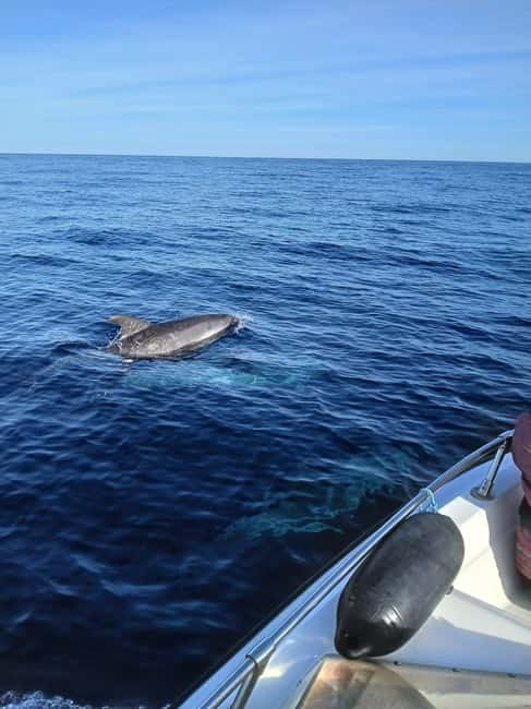 Faro: Funtastic Dolphin Watching Boat Tour - Who should book, and who should think twice