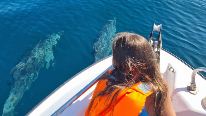 Faro: Funtastic Dolphin Watching Boat Tour - My verdict on the Faro dolphin tour