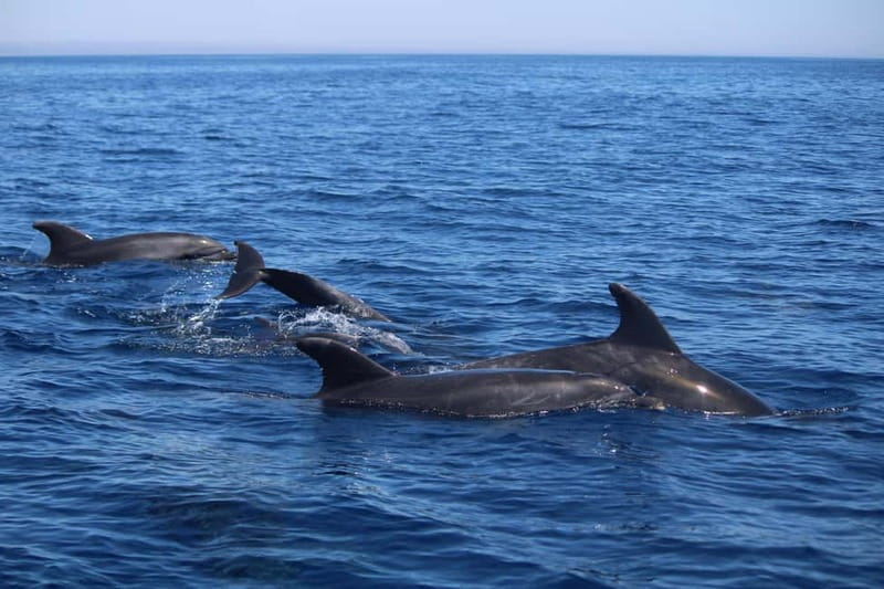 Faro: Funtastic Dolphin Watching Boat Tour - FAQ
