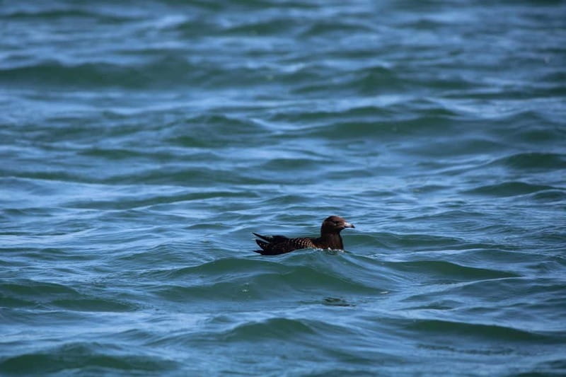 Faro: Funtastic Dolphin Watching Boat Tour - From the estuary to the Atlantic