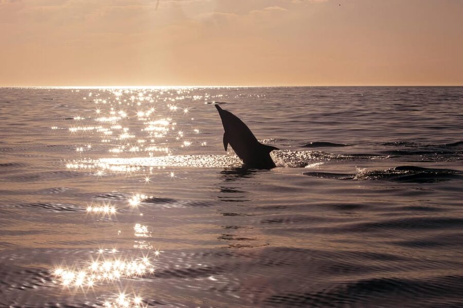 Fazana: Dolphin Finder in Brijuni islands Safari with Dinner - Should you book this dolphin safari?