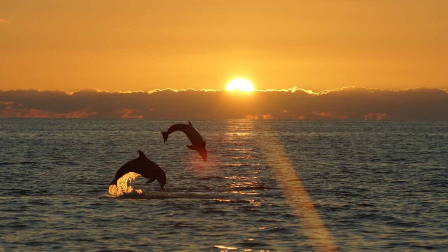 Fazana: Dolphin Finder in Brijuni islands Safari with Dinner - Dinner, drinks, and the private table