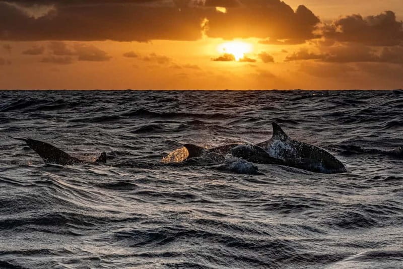 Fazana: Dolphin Finder in Brijuni islands Safari with Dinner - Practical planning for the evening