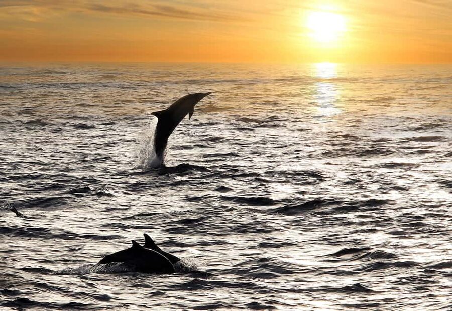 Fazana: Dolphin Finder in Brijuni islands Safari with Dinner - Cruising toward Brijuni National Park