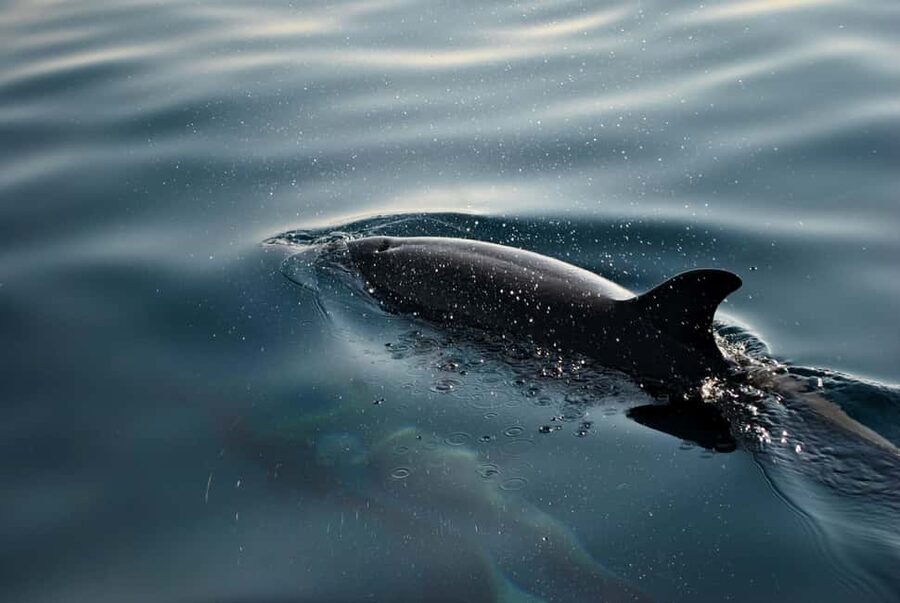 FAŽANA: DOLPHIN SAFARI - Key points to know