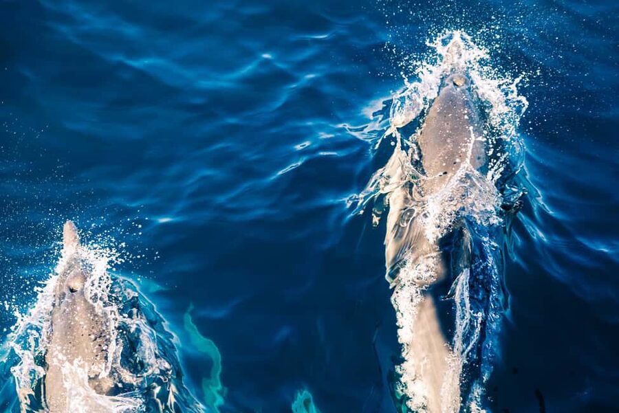 FAŽANA: DOLPHIN SAFARI - What the glass-bottom boat adds