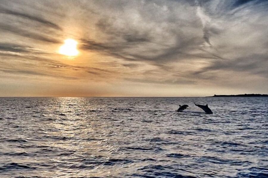Fazana: dolphin safari and sightseeing in Brijuni at sunset - Key points to know before boarding