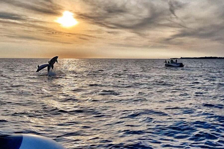 Fazana: dolphin safari and sightseeing in Brijuni at sunset - Searching the sea near the Brijuni islands