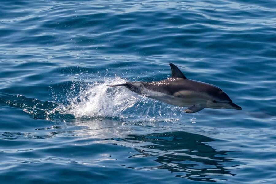 FAŽANA: DOLPHIN SAFARI - Searching for dolphins along the Big and Small Brijun canal