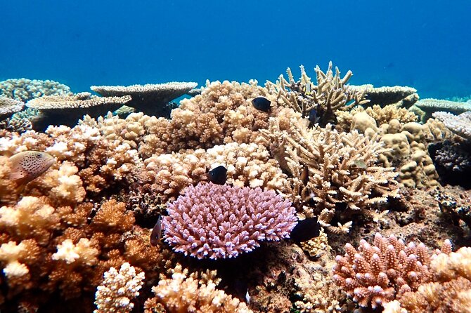 Fiji’s Best Dolphins tour and Snorkeling Adventure - A full ocean day from Nadi to Rakiraki
