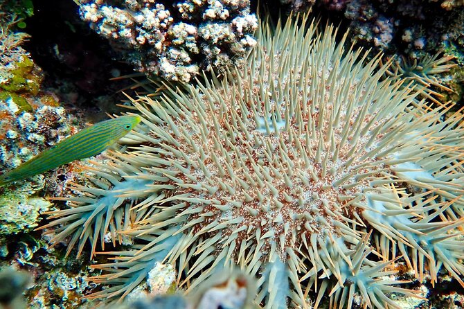 Fiji’s Best Dolphins tour and Snorkeling Adventure - Traditional hand-line fishing at sea