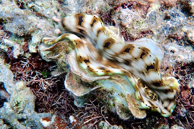 Fiji’s Best Dolphins tour and Snorkeling Adventure - Reef snorkeling with colorful marine life