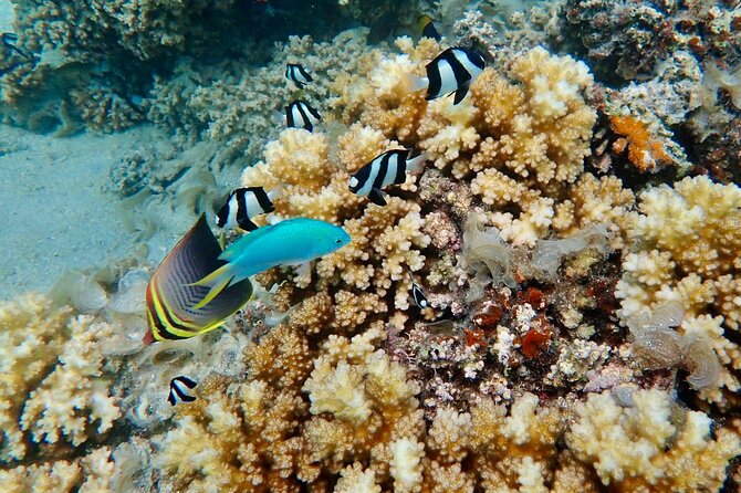 Fiji’s Best Dolphins tour and Snorkeling Adventure - Time on the tidal sandbar