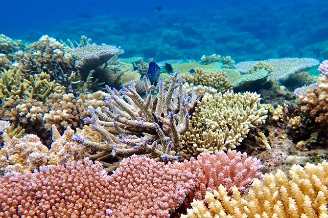 Fiji’s Best Dolphins tour and Snorkeling Adventure - Lunch and what is included