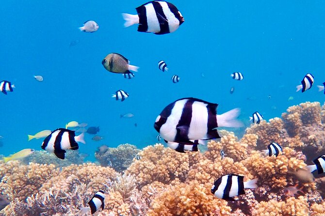 Fiji’s Best Dolphins tour and Snorkeling Adventure - Who will enjoy this most
