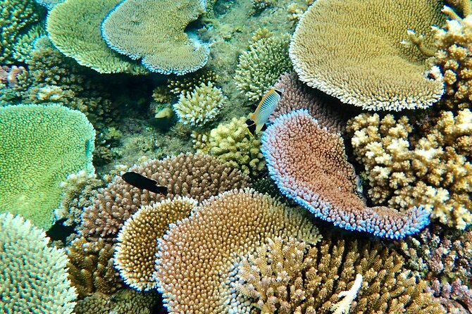 Fiji’s Best Dolphins tour and Snorkeling Adventure - The scenic road to Golden Point Resort