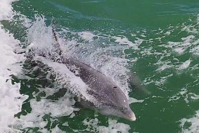 Fireworks Cruise with Dolphin Watch in Laguna Madre Bay - What the $37.89 price gets you