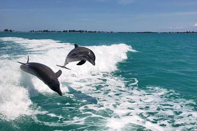 !! Flippers Fun Boat !! Dolphin Adventure Clearwater Beach! - Key points to know before booking
