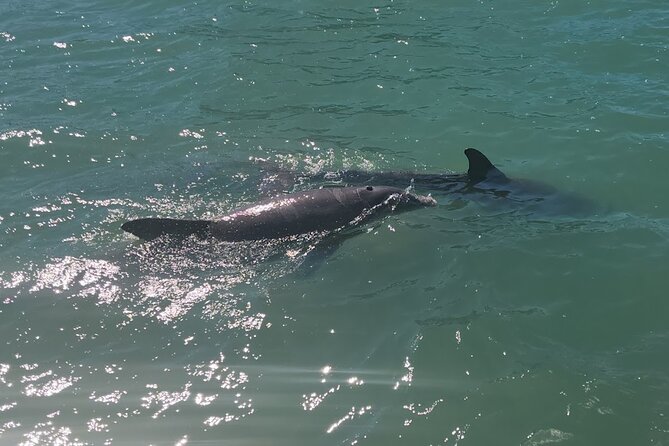 !! Flippers Fun Boat !! Dolphin Adventure Clearwater Beach! - What the $32 price really buys you