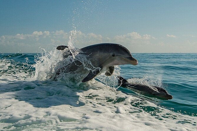 !! Flippers Fun Boat !! Dolphin Adventure Clearwater Beach! - The boat, seating, and view