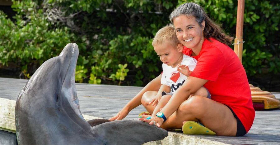 Florida Keys: Dockside Dolphin Experience - Meeting a dolphin without getting in the water