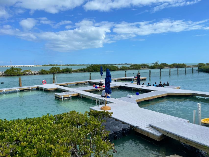 Florida Keys: Dockside Dolphin Experience - How much time you really get for $107