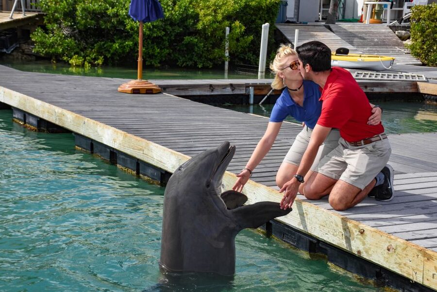 Florida Keys: Dockside Dolphin Experience - Who will enjoy this most