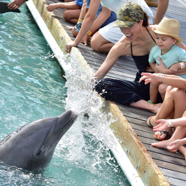 Florida Keys: Dockside Dolphin Experience - Practical preparation before check-in