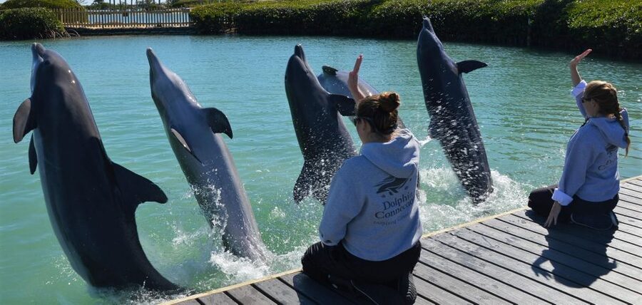 Florida Keys: Dockside Dolphin Experience - How it compares with water-based dolphin activities