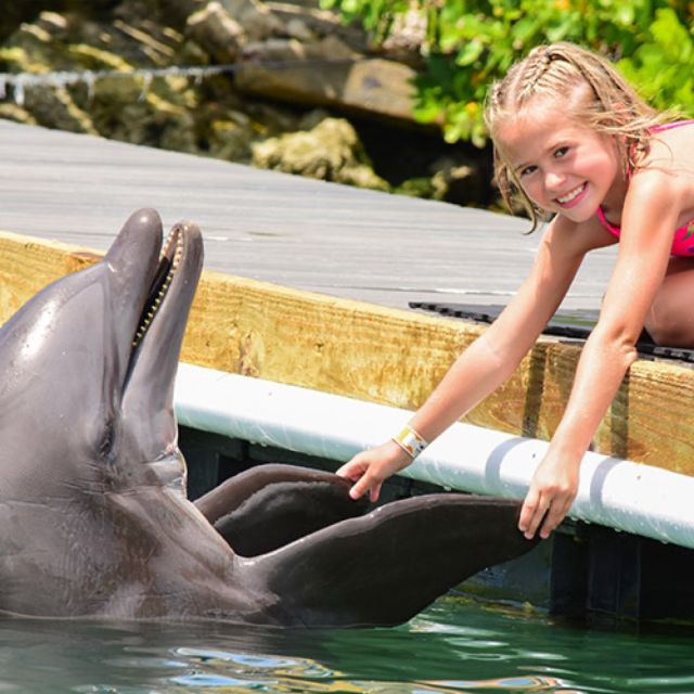 Florida Keys: Dockside Dolphin Experience - The 10-minute lesson gives the encounter some purpose