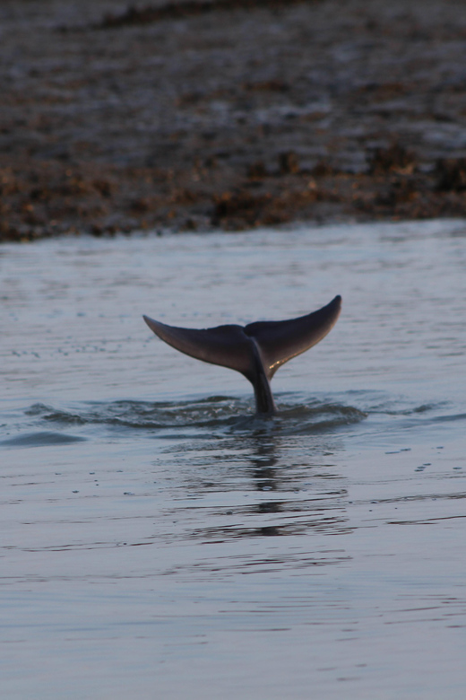 Folly Beach Dolphin Viewing Boat Excursion - Why a dolphin trip here is more than a wildlife search