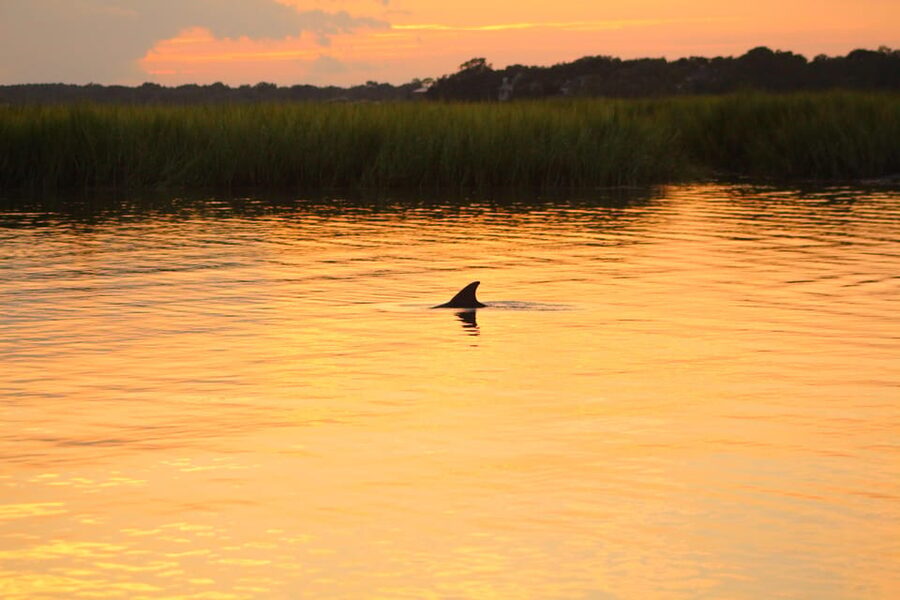 Folly Beach Dolphin Viewing Boat Excursion - The first stretch through the salt marsh