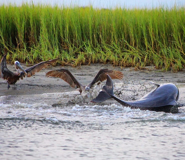 Folly Beach Dolphin Viewing Boat Excursion - Passing Morris Island Lighthouse