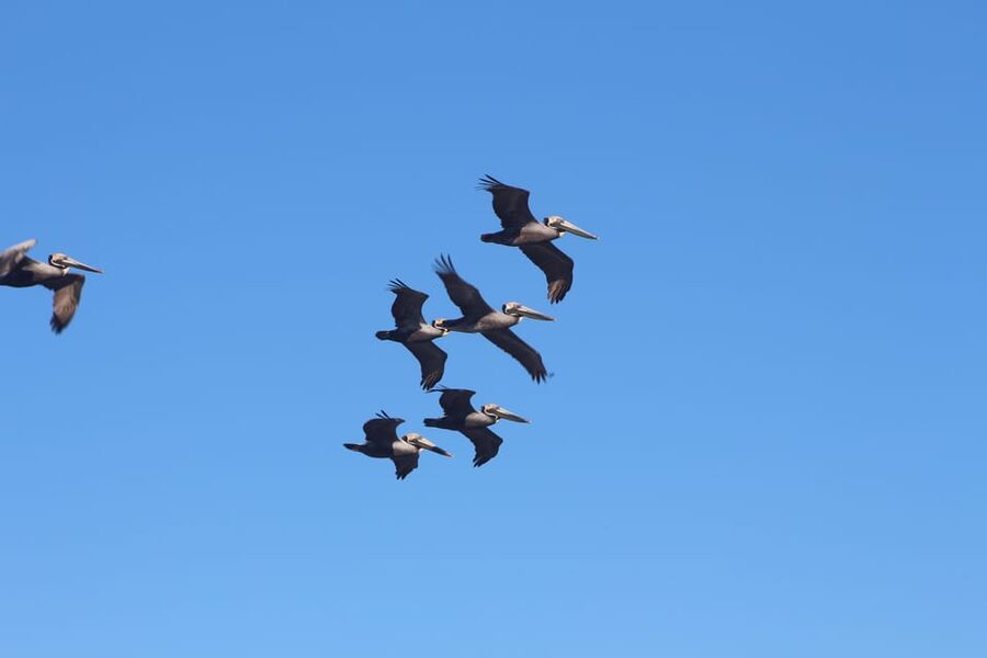 Folly Beach Dolphin Viewing Boat Excursion - The $52 price and what you receive
