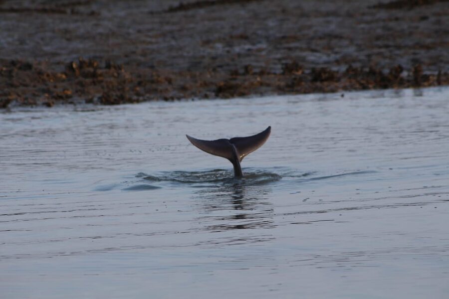 Folly Beach Dolphin Viewing Boat Excursion - Timing, weather, and simple preparation